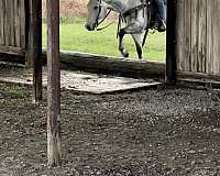 dressage-quarter-horse