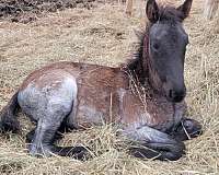 cross-filly-foal