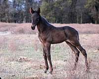 nice-filly-tennessee-walking-horse