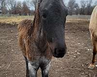 blue-roan-twh-filly