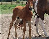 blue-star-tennessee-walking-horse