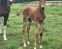 butt-tennessee-walking-horse