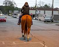 kid-safe-quarter-horse