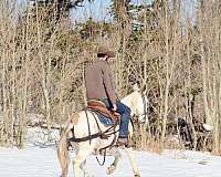 beginner-quarter-horse