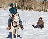 husband-safe-quarter-horse