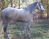 quarter-horse