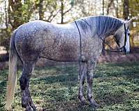 mule-quarter-horse