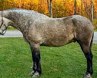 grey-none-horse