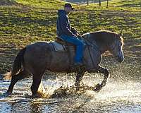 family-horse-percheron