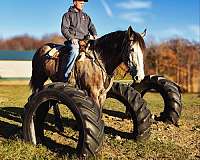 ranch-work-percheron-horse