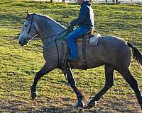 trail-percheron-horse