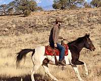 family-horse-quarter