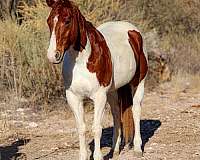 ranch-work-quarter-horse