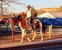 brooksville-horse