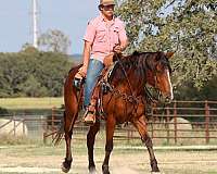 ranch-work-quarter-horse