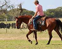 beginner-safe-quarter-horse