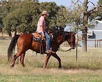 all-around-quarter-horse