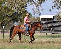 trail-quarter-horse