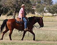 beginner-quarter-horse