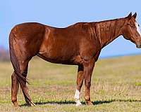 chestnut-blaze-horse