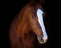 ranch-work-quarter-horse