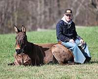 ranch-work-quarter-horse