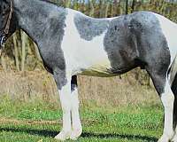 show-draft-friesian-horse