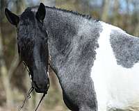 mounted-patrol-weanling