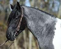 draft-friesian-weanling