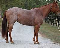 quarter-horse-for-sale