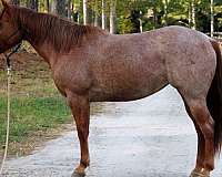 quarter-horse-mare