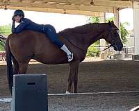 beginner-gelding