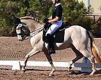 andalusian-horse-for-sale