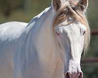 andalusian-horse