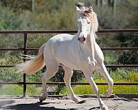 andalusian