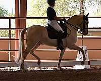 fei-gelding