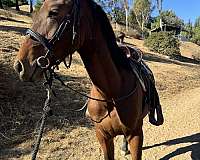 baroque-friesian-horse