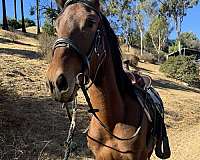 great-confirmation-friesian-horse