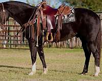 quarter-horse