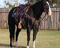 ranch-work-quarter-horse