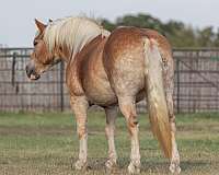 quarter-horse