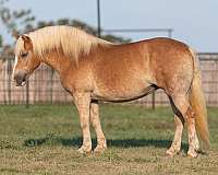 athletic-quarter-horse