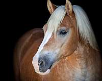 beautiful-mover-quarter-horse