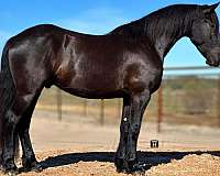 black-none-horse