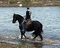 friesian-quarter-horse