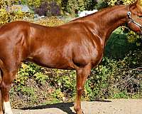 all-around-quarter-horse