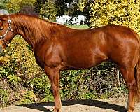 beginner-quarter-horse