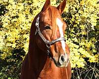 ridden-english-quarter-horse