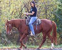 trail-quarter-horse