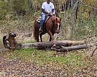 working-cattle-quarter-horse